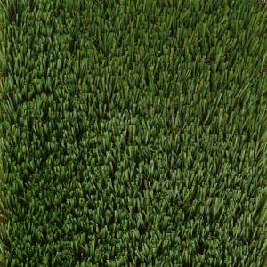 Evergreen Turf